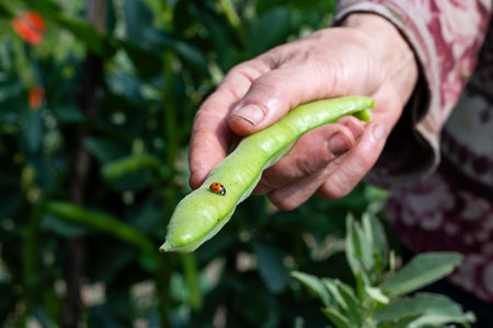 Close-up of a ladybug on top of the broad bean pod just picked by the farmer. Garden harvest and...