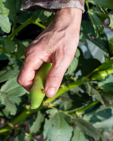 Close-up of a ladybug on top of the broad bean pod just picked by the farmer. Garden harvest and insects in spring. Traditional agriculture.の写真素材