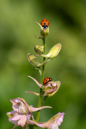 Close-up of ladybugs on the petals of the Delphinium Speronella flower. Insects and flowers in spring. Predatory animals.の写真素材
