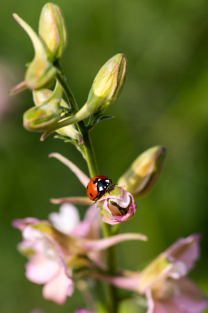 Close-up of a ladybug on the petals of the Delphinium Speronella flower. Insects and flowers in spring. Predatory animals.の写真素材