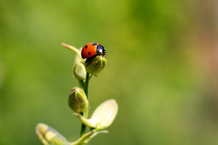 Close-up of a ladybug on the petals of the Delphinium Speronella flower. Insects and flowers in spring. Predatory animals.の写真素材
