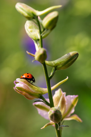 Close-up of a ladybug on the petals of the Delphinium Speronella flower. Insects and flowers in spring. Predatory animals.の写真素材
