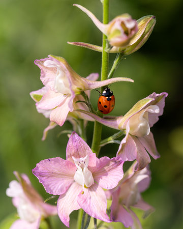 Close-up of a ladybug on the petals of the Delphinium Speronella flower. Insects and flowers in spring. Predatory animals.の写真素材