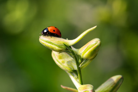 Close-up of a ladybug on the petals of the Delphinium Speronella flower. Insects and flowers in spring. Predatory animals.の写真素材