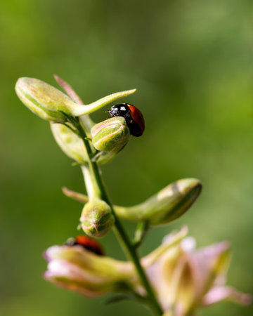 Close-up of ladybugs on the petals of the Delphinium Speronella flower. Insects and flowers in spring. Predatory animals.の写真素材