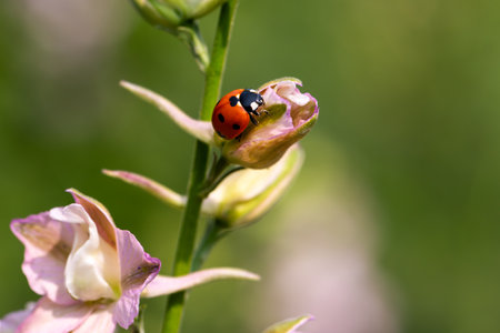 Close-up of a ladybug on the petals of the Delphinium Speronella flower. Insects and flowers in spring. Predatory animals.の写真素材