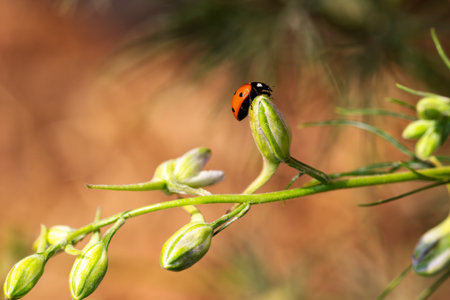 Close-up of a ladybug on the petals of the Delphinium Speronella flower. Insects and flowers in spring. Predatory animals.の写真素材