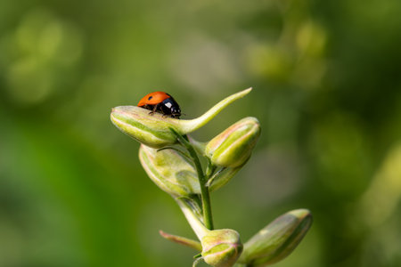 Close-up of a ladybug on the petals of the Delphinium Speronella flower. Insects and flowers in spring. Predatory animals.の写真素材