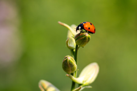 Close-up of a ladybug on the petals of the Delphinium Speronella flower. Insects and flowers in spring. Predatory animals.の写真素材