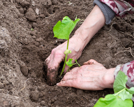 Close-up of farmer's hands planting bean seedling in soil in organic field. Garden work in spring. Traditional agriculture.の写真素材