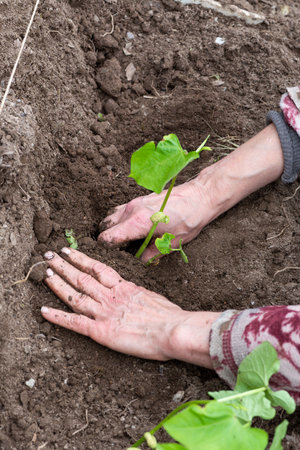 Close-up of farmer's hands planting bean seedling in soil in organic field. Garden work in spring. Traditional agriculture.の写真素材