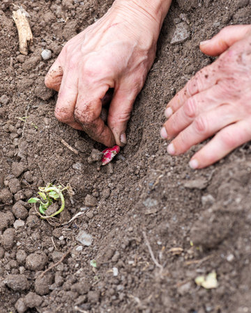 Close-up of farmer's hands sowing bean seeds in soil in organic field. Garden work in spring. Traditional agriculture.の写真素材