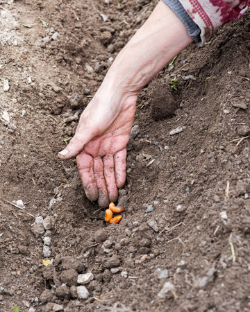 Close-up of farmer's hands sowing bean seeds in soil in organic field. Garden work in spring. Traditional agriculture.の写真素材
