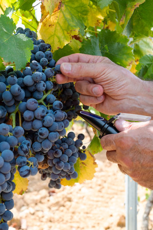 Cannonau grapes. The agronomist in the vineyard collects the grapes to measure the sugar content with the refractometer. Traditional agriculture. Sardinia.の写真素材
