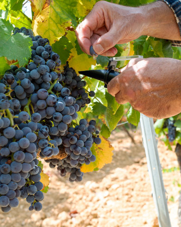 Cannonau grapes. The agronomist in the vineyard squeezes the grape on the refractometer to measure the sugar content. Traditional agriculture. Sardinia.の写真素材