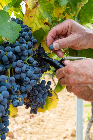 Cannonau grapes. The agronomist in the vineyard squeezes the grape on the refractometer to measure the sugar content. Traditional agriculture. Sardinia.の写真素材