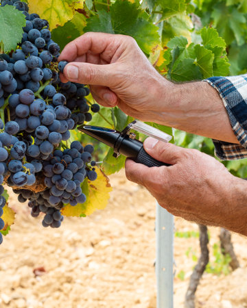 Cannonau grapes. The agronomist in the vineyard collects the grapes to measure the sugar content with the refractometer. Traditional agriculture. Sardinia.の写真素材