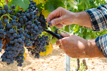 Cannonau grapes. The agronomist in the vineyard squeezes the grape on the refractometer to measure the sugar content. Traditional agriculture. Sardinia.の写真素材