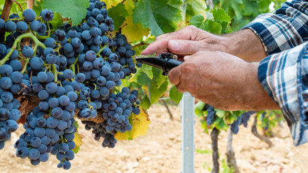 Cannonau grapes. The agronomist in the vineyard closes the refractometer slide to measure the sugar content in the grapes. Traditional agriculture. Sardinia.の写真素材
