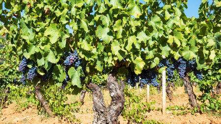 Cannonau grapes. Bunches of ripe black grapes among the branches of the vine in a vineyard. Traditional agriculture. Sardinia.の写真素材