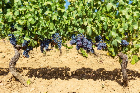 Cannonau grapes. Bunches of ripe black grapes among the branches of the vine in a vineyard. Traditional agriculture. Sardinia.の写真素材