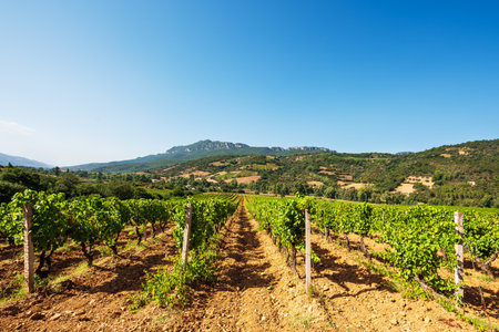Overview of the rows of a vineyard cultivated on the plain between the mountains and the hills, under a spectacular blue sky. Sardinia, Italy. Traditional agriculture.の写真素材