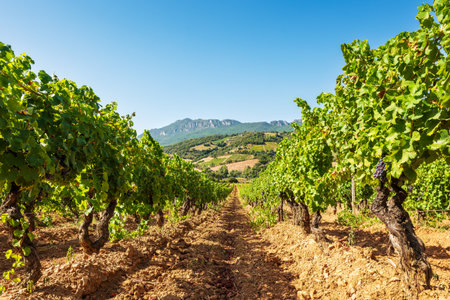 Overview of the rows of a vineyard cultivated on the plain between the mountains and the hills, under a spectacular blue sky. Sardinia, Italy. Traditional agriculture.の写真素材