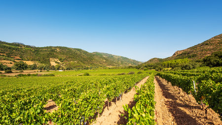 Overview of the rows of a vineyard cultivated on the plain between the mountains and the hills, under a spectacular blue sky. Sardinia, Italy. Traditional agriculture.の写真素材