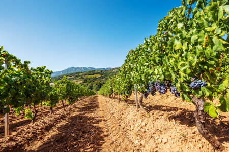 Overview of the rows of a vineyard cultivated on the plain between the mountains and the hills, under a spectacular blue sky. Sardinia, Italy. Traditional agriculture.の写真素材