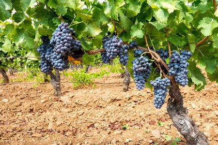Cannonau grapes. Bunches of ripe black grapes hanging from the branches of plants in a vineyard. Traditional agriculture. Sardinia.の写真素材