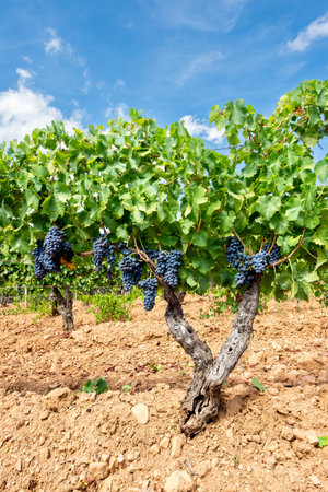 Cannonau grapes. Plants in the rows of a vineyard with bunches of ripe black grapes hanging from the branches, under a blue sky with clouds. Traditional agriculture. Sardinia.の写真素材