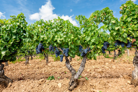 Plants in the rows of a vineyard with bunches of ripe black grapes hanging from the branches, under a blue sky with clouds. Traditional agriculture. Sardinia.の写真素材