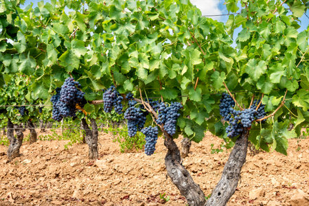 Cannonau grapes. Bunches of ripe black grapes hanging from the branches of plants in a vineyard. Traditional agriculture. Sardinia.の写真素材