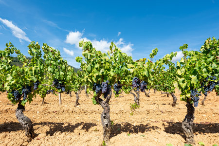 Cannonau grapes. Plants in the rows of a vineyard with bunches of ripe black grapes hanging from the branches, under a blue sky with clouds. Traditional agriculture. Sardinia.の写真素材