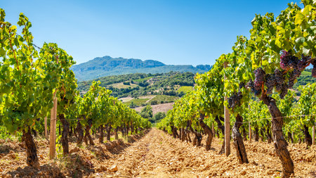 Overview of the rows of a vineyard cultivated on the plain between the mountains and the hills, under a spectacular blue sky. Sardinia, Italy. Traditional agriculture.の写真素材