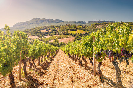 Overview of the rows of a vineyard cultivated on the plain between the mountains and the hills, under a spectacular blue sky with the golden reflection of the sun. Sardinia, Italy. Traditional agriculture.の写真素材