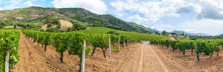 Overview of the rows of a vineyard cultivated on the plain between the mountains and the hills, under a spectacular blue sky with clouds. Sardinia, Italy. Traditional agriculture.の写真素材