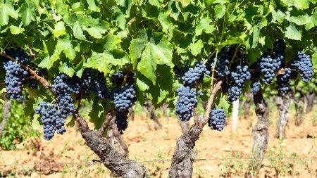 Cannonau grapes. Bunches of ripe black grapes hanging from the branches of plants in a vineyard. Traditional agriculture in Sardinia. Viticulture.の写真素材