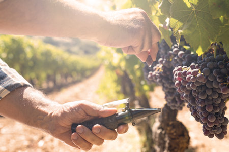 The agronomist farmer in the vineyard squeezes the grape on the refractometer to measure the sugar content, illuminated by the golden reflection of the setting sun. Traditional agriculture in Sardinia.の写真素材