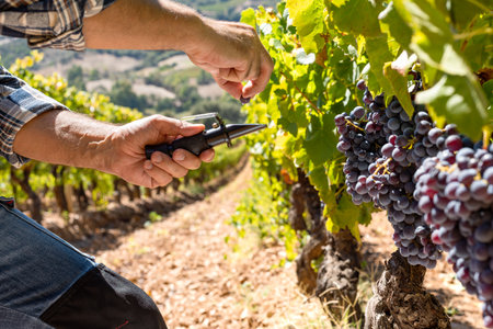 Cannonau grapes. The agronomist farmer in the vineyard squeezes the grape on the refractometer to measure the sugar content. Traditional agriculture in Sardinia.の写真素材