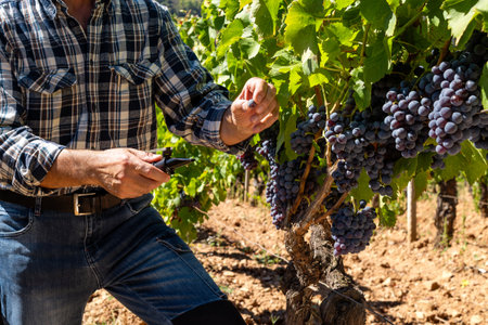 Cannonau grapes. The agronomist farmer in the vineyard collects the grapes to measure the sugar content with the refractometer. Traditional agriculture in Sardinia.の写真素材