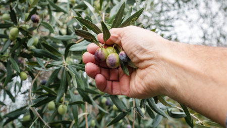 Close-up of the hands of an adult farmer as he works to harvest ripe olives in autumn. Traditional agriculture in Sardinia.の写真素材