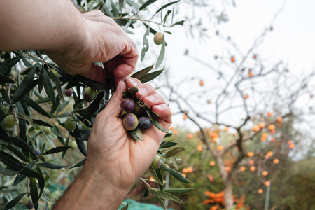 Close-up of the hands of an adult farmer as he works to harvest ripe olives in autumn. Traditional agriculture in Sardinia.の写真素材