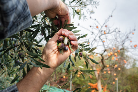 Close-up of the hands of an adult farmer as he works to harvest ripe olives in autumn. Traditional agriculture in Sardinia.の写真素材