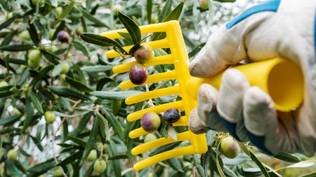 Close-up of the hands of an adult farmer using a manual rake to harvest ripe olives in autumn. Traditional agriculture in Sardinia.の写真素材