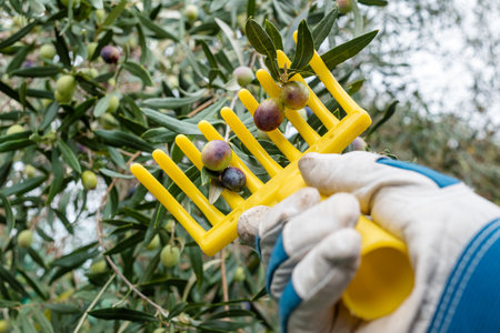 Close-up of the hands of an adult farmer using a manual rake to harvest ripe olives in autumn. Traditional agriculture in Sardinia.の写真素材