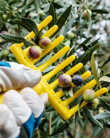 Close-up of the hands of an adult farmer using a manual rake to harvest ripe olives in autumn. Traditional agriculture in Sardinia.の写真素材