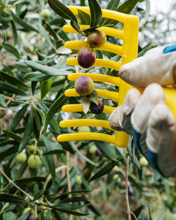 Close-up of the hands of an adult farmer using a manual rake to harvest ripe olives in autumn. Traditional agriculture in Sardinia.の写真素材