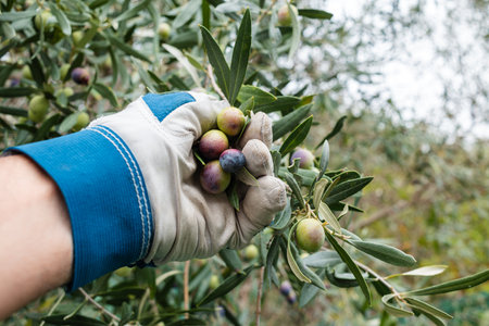 Close-up of the hands wearing gardening gloves of an adult farmer manually harvesting ripe olives in autumn. Traditional agriculture in Sardinia.の写真素材
