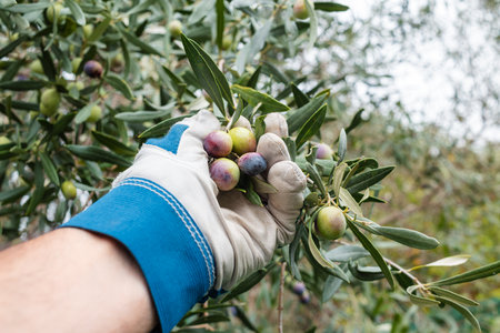 Close-up of the hands wearing gardening gloves of an adult farmer manually harvesting ripe olives in autumn. Traditional agriculture.の写真素材